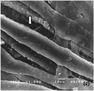 Black and white microscopic image of paper fibres.