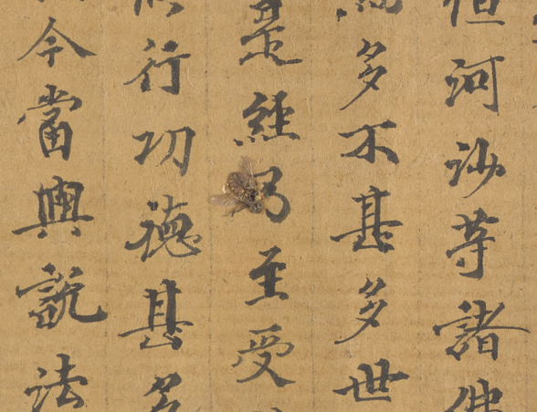 Close up on lines of text on a Chinese scroll, with the carapace of a winged insect covering one character completely.