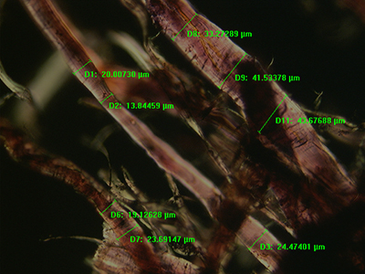 Highly magnified image of paper fibres in paper made with ramie and hemp.