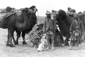 Camels, their riders, and a small dog in the desert. Historic black and white photograph. 