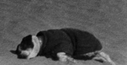 A terrier sized dog, lying down, in a dark coat.