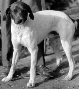 A large terrier sized dog with a dark head, standing. 
