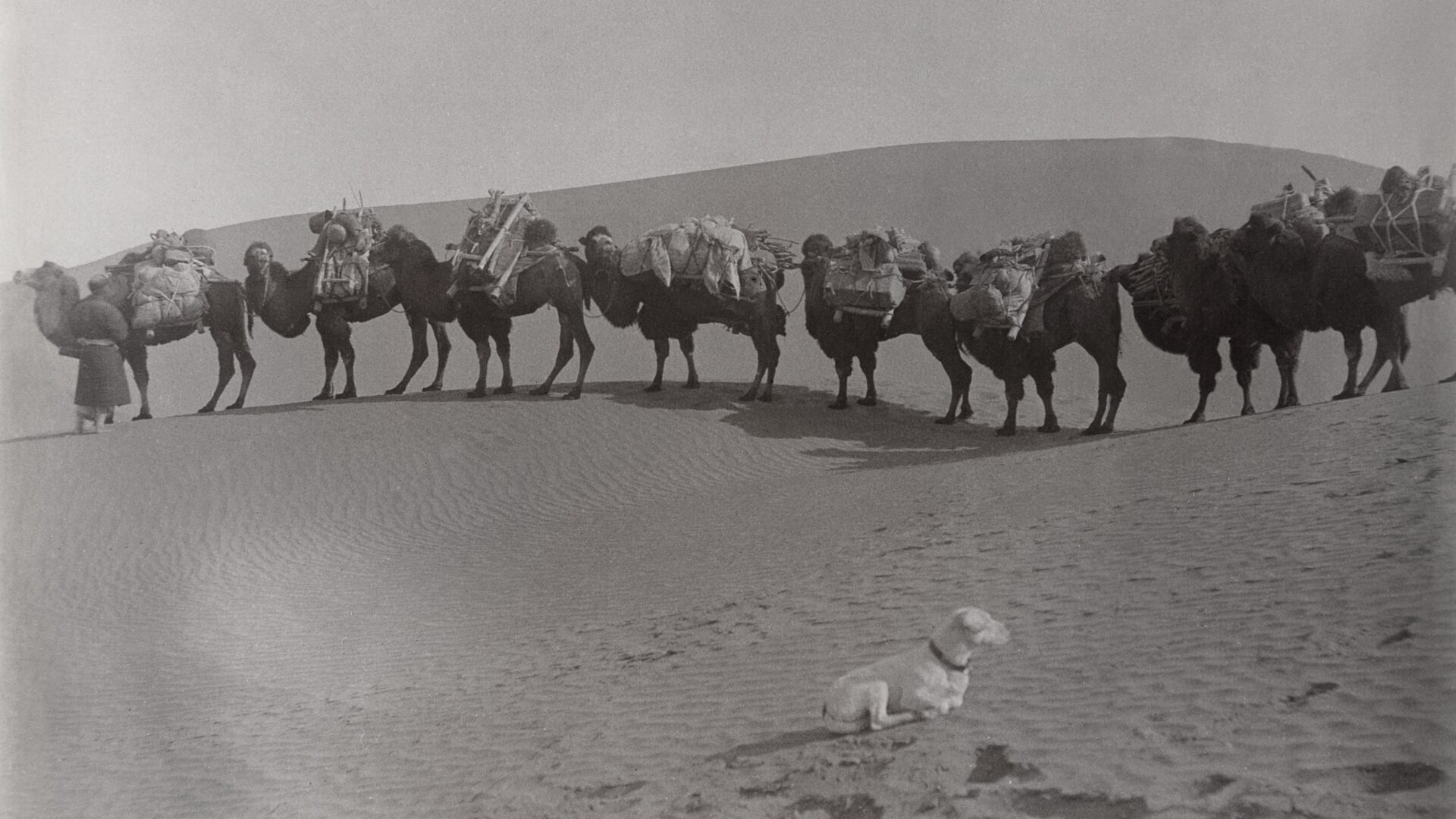 Photo of a caravan of camels.